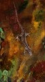 Lizard
